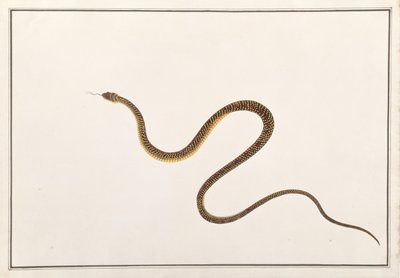 Snake, from Drawings of Animals, Insects and Reptiles from Malacca by Chinese School